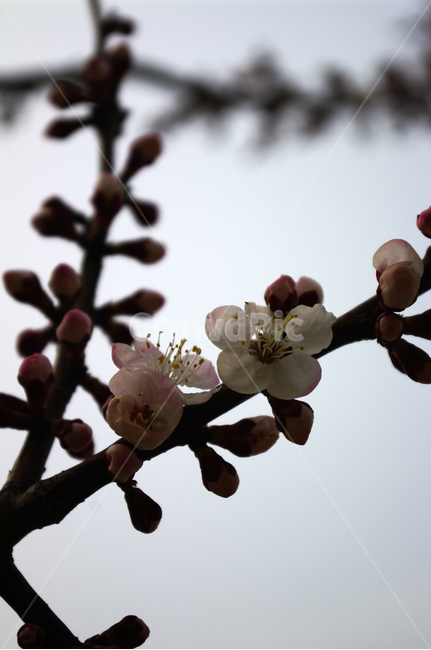 식물,plant,자연,nature,꽃,flower,매화,봄,spring,계절,식물,자연,plants,nature,꽃,flower