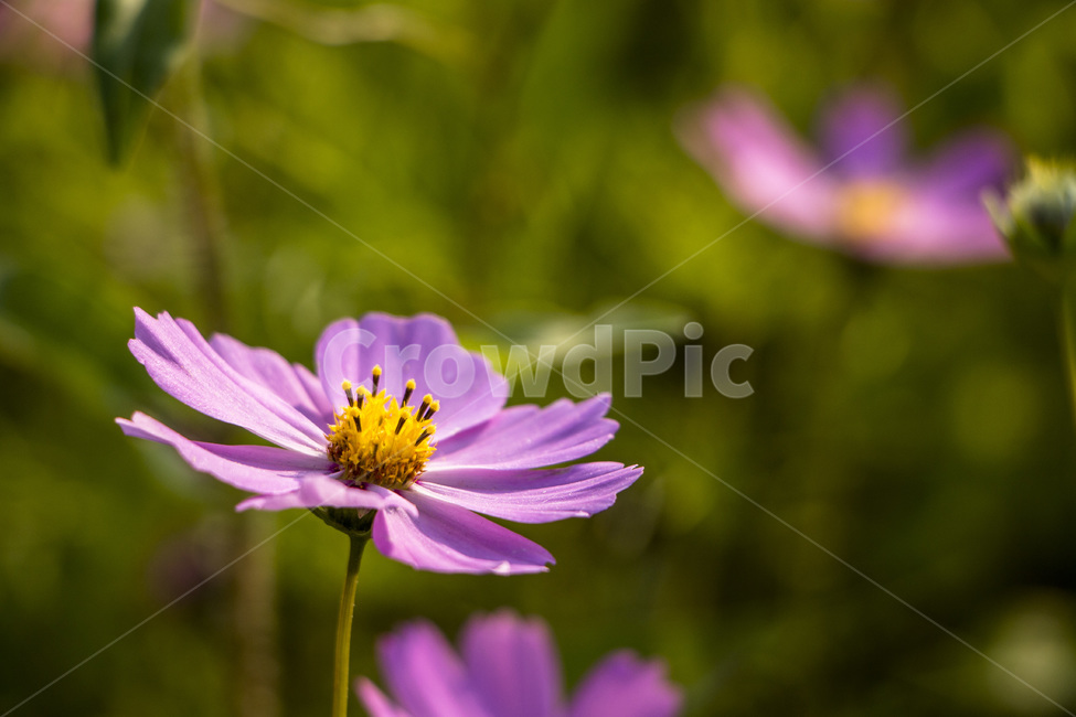 코스모스,꽃,식물,줄기,가을,자연,가을,계절,fall,autumn,season,식물,자연,plants,nature,꽃,flower,plant
