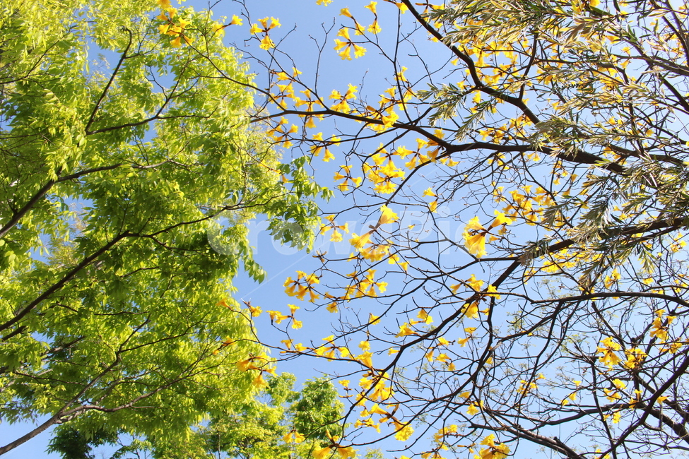 공원,하늘,봄,햇빛,식물,나무,꽃,식물,자연,plants,nature,나무,trees,wood