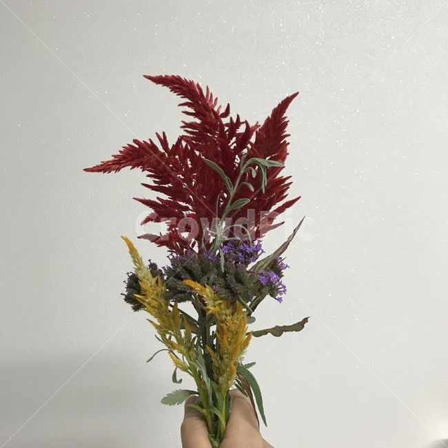 촛불맨드라미,맨드라미,꽃꽂이,cockscomb,촛불모양