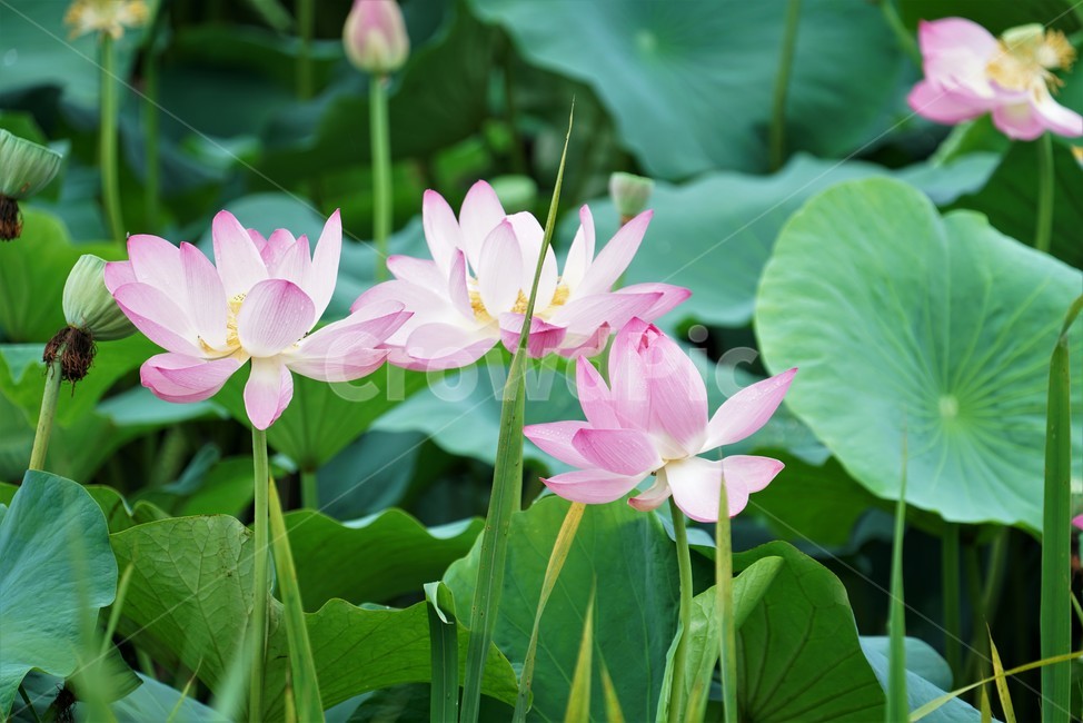 연꽃,수초,식물,lotus,땅속줄기,담수초,수중식물,수련과,련꽃