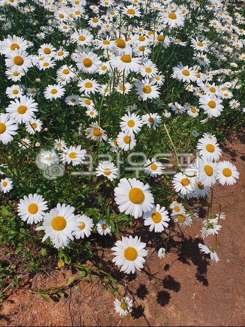 데이지,꽃,구절초,flower,꽃잎,배경