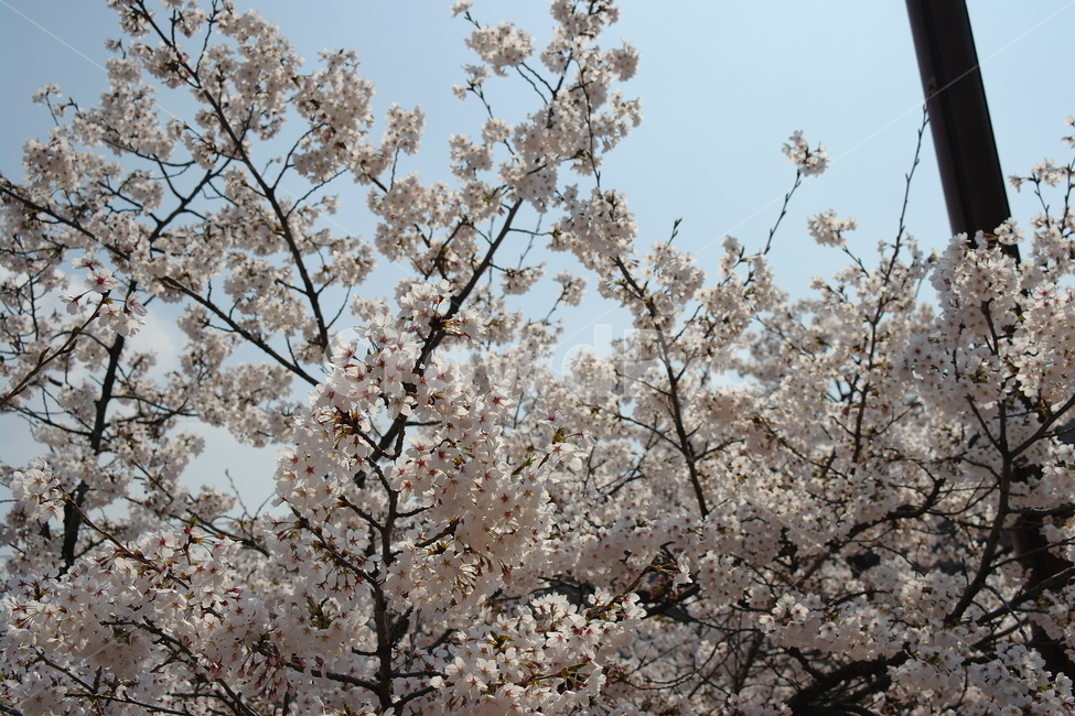 벚꽃,꽃,봄,하늘,자연,봄,계절,spring,season,식물,자연,plants,nature,꽃,flower,plant,blossom