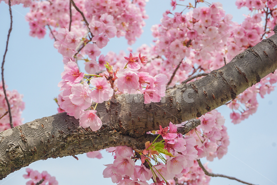 벚꽃,식물,꽃,나무,봄꽃,flower,봄,계절,spring,season,식물,자연,plants,nature,꽃,flower,plant,blossom,cherry blossom