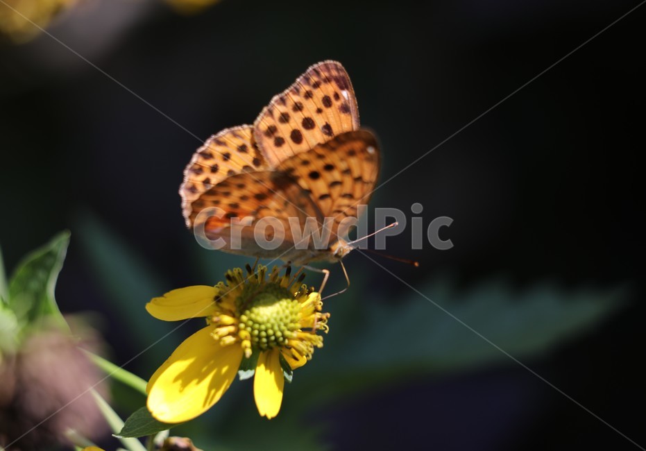나비,노랑,곤충,자연,행복,꽃,식물,자연,plants,nature,꽃,flower,동물,animal,곤충,벌레,insect,bug