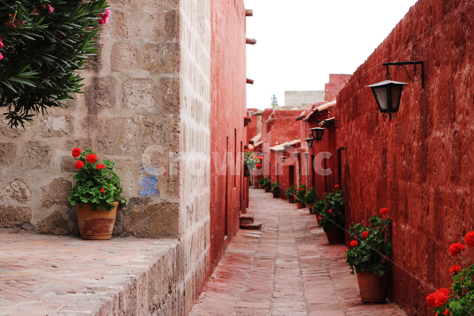 flower,arequipa,peru,southamerica,antacatalina,남비,아레키파,페루,red,wall,벽,direction,alley,calle,좁은길,plant,식물,fresh,green,배경,background,오래된,vintage,rustic,building,건물,남미,walkway,path,통로,골목길,alley