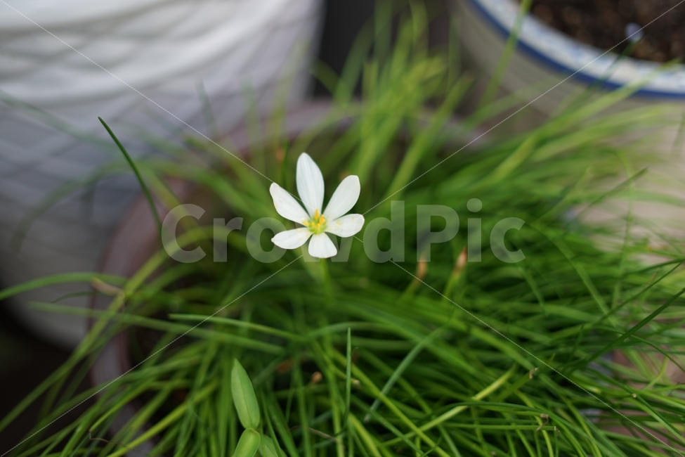 꽃,꽃사진,흰색,길거리,이름모를,식물,자연,plants,nature,꽃,flower