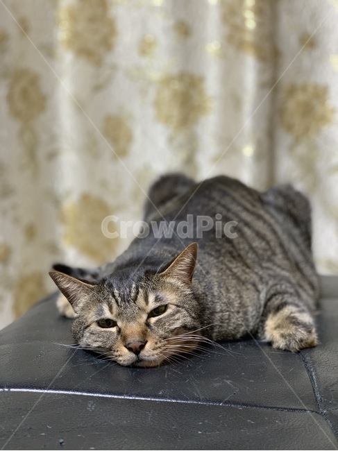 고양이,코숏,웃긴포즈,바보고양이,코리안숏헤어,동물,animal,포유류,mammal,고양이,cat,kitten,kitty
