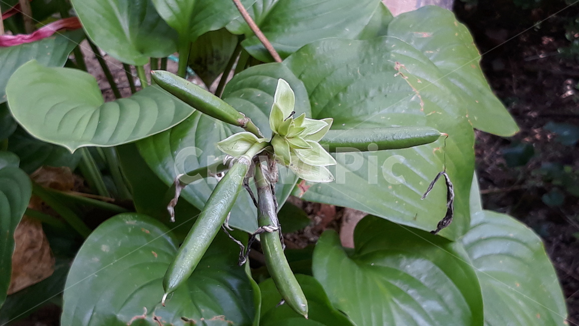식물,잎,씨앗,plant,leaf,식물,자연,plants,nature