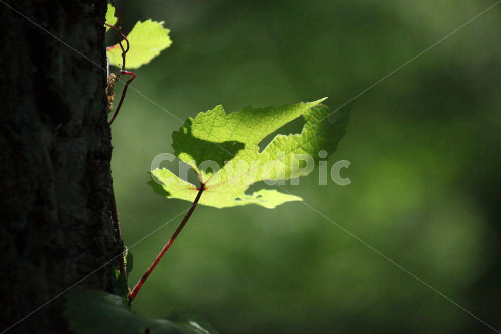 잎,초록,식물,여름,leaf