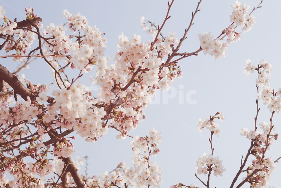벚꽃,cherryblossom,하늘,꽃,봄,봄꽃,spring,flower,sky,cloudysky,꽃봉오리,bud,봄,계절,spring,season,식물,자연,plants,nature,꽃,flower,plant,blossom