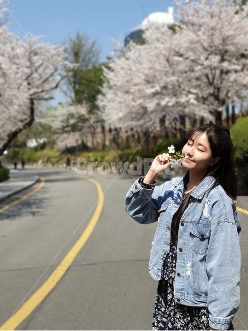 plant,식물,꽃,봄,벚꽃,남산,봄,계절,spring,season,사람,인물,인간,human,person,여성,여자,woman,female,lady