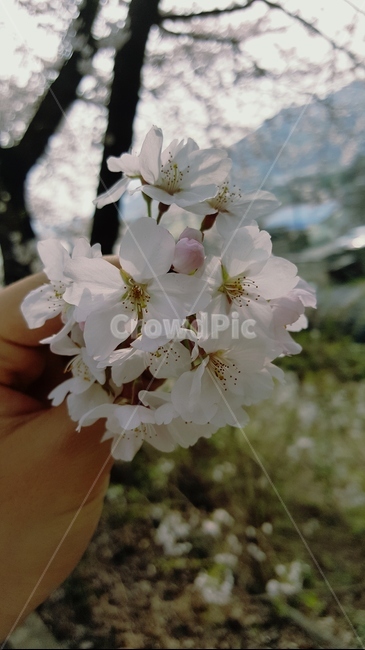 벚꽃,밀양,봄,cherryblossom,자연,꽃,flower