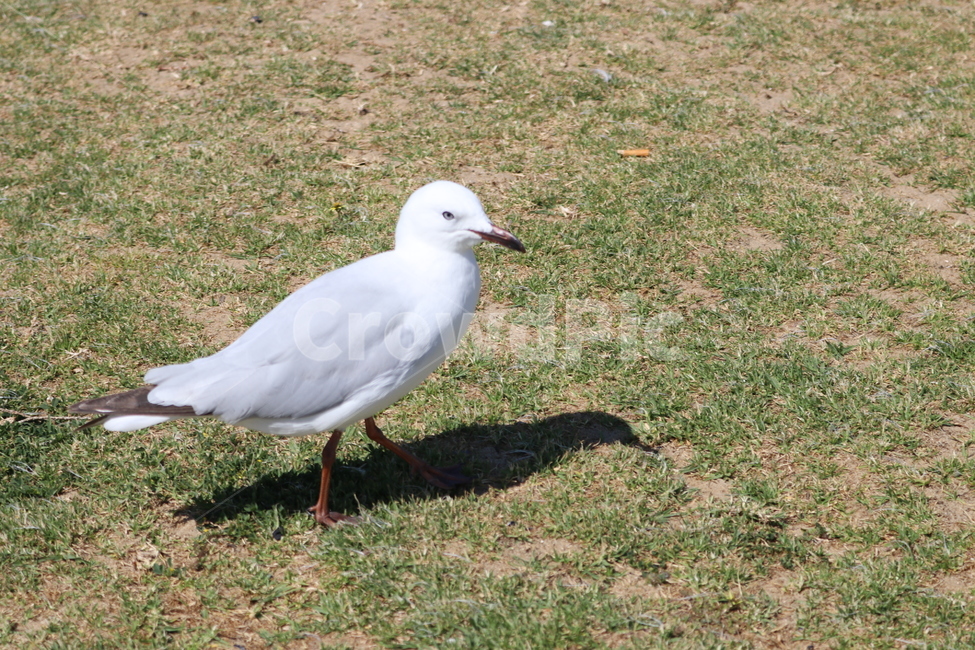 새,갈매기,사냥,흰색,바닥,동물,animal,조류,새,birds