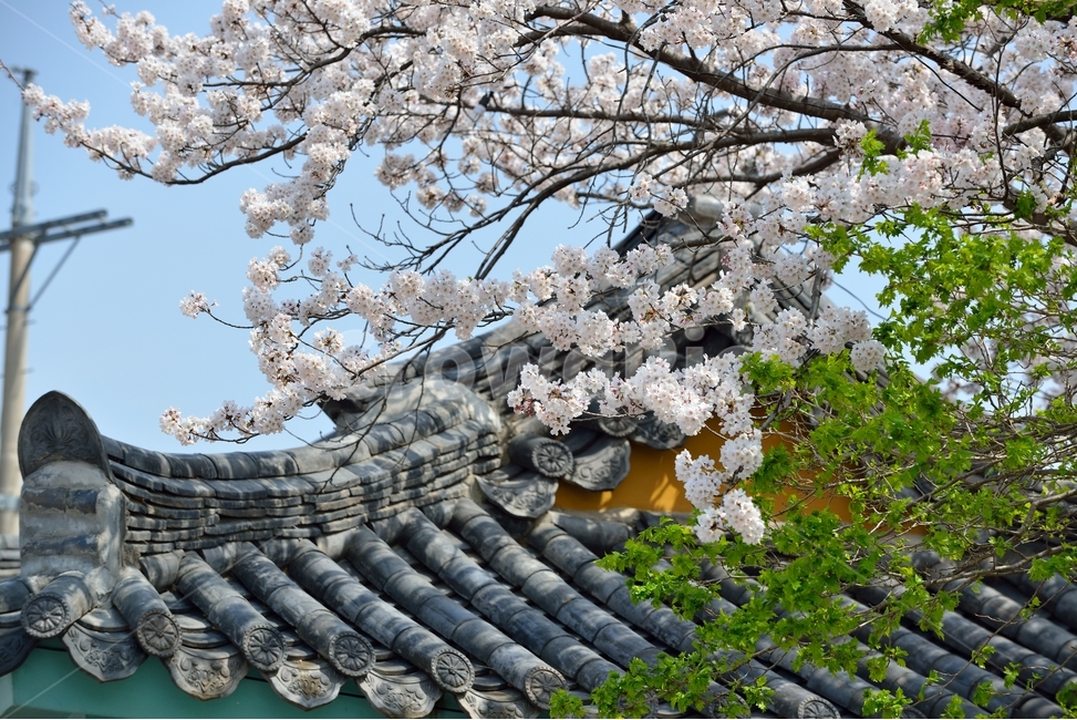 경포,벚꽃,봄,벚꽃나무,강릉,꽃,전통,지붕