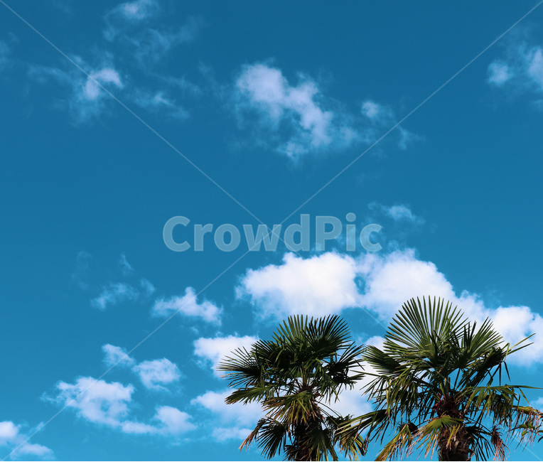 summer,여름,하늘,sky,야자수,palmtree