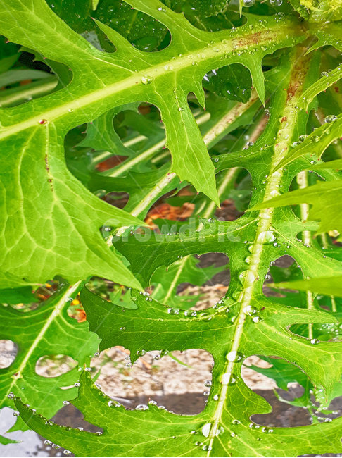 야생화,물방울,잎,plant,leaf,식물,자연,plants,nature