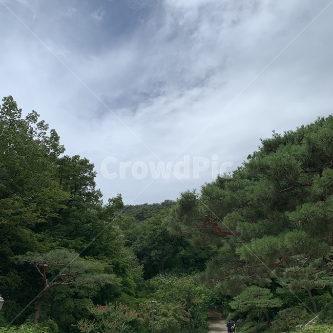 plant,식물,sky,하늘,이쁜하늘