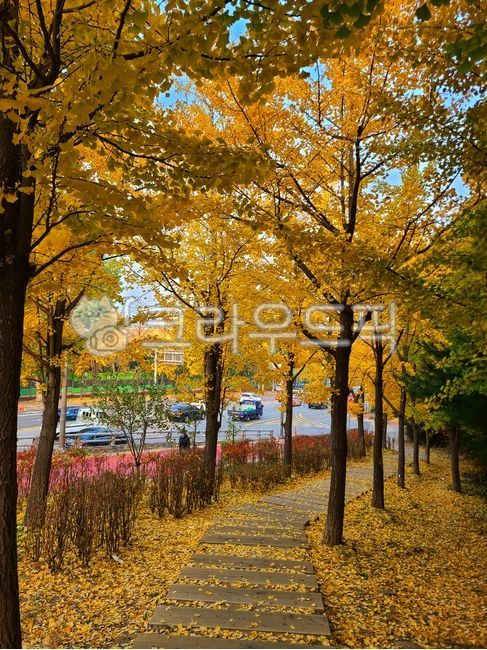 maple road,city,tree,yellow,downtown,leaf,tree road,uphill road,mountain,fall,leaves,road,maple leaves,car