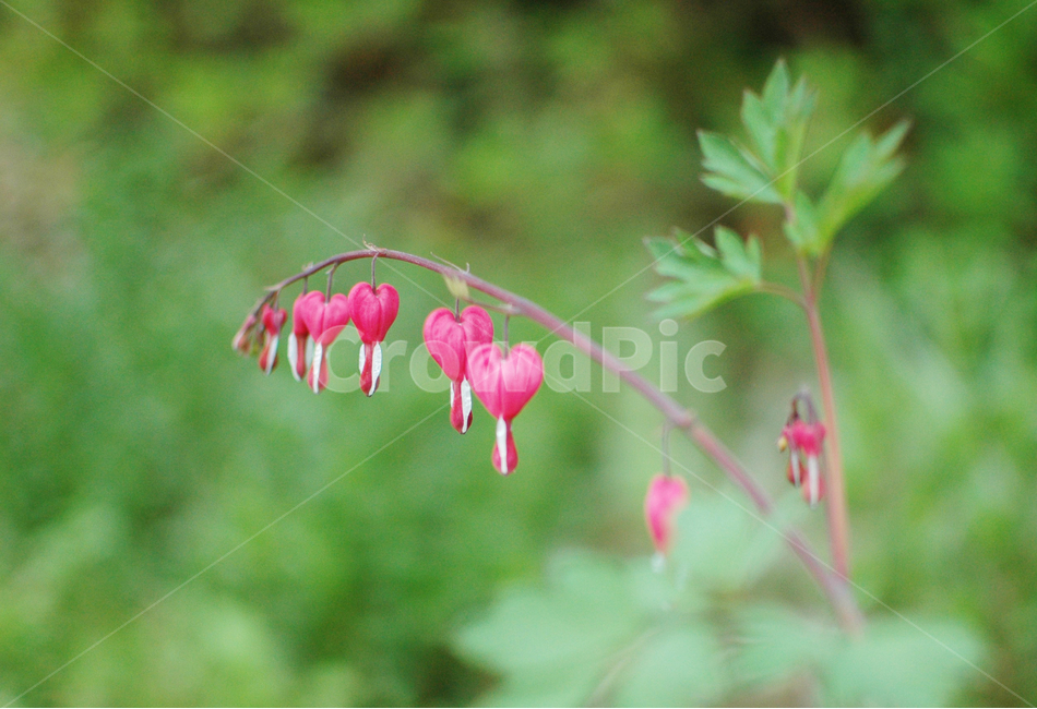 금낭화,자연,꽃,봄꽃,들꽃,식물,자연,plants,nature,꽃,flower