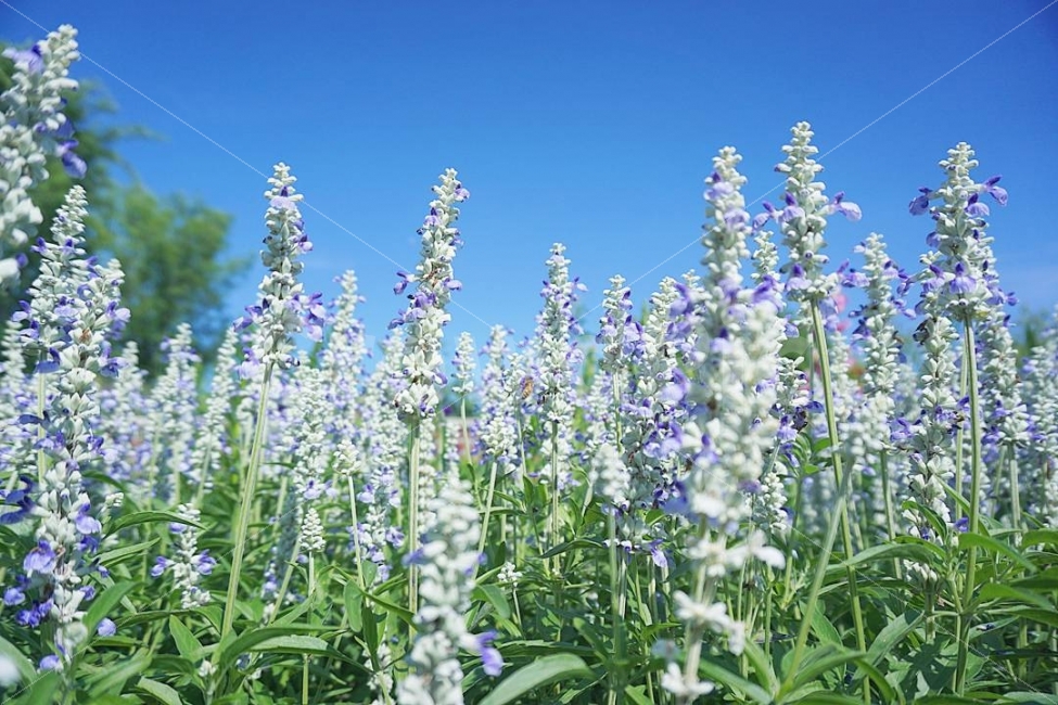 여름,꽃,하늘,자연,flower,식물,자연,plants,nature,꽃,flower