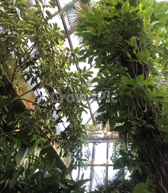 garden,정원,outdoors,옥외,arbour,정자,porch,현관,식목원,나무