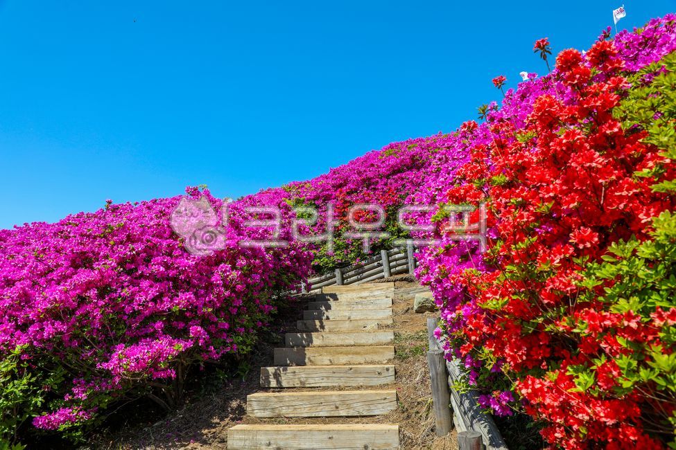 철쭉,철쭉꽃,붉은꽃,철쭉군락지,azaleas,redflowers,rhodododendroncolonies