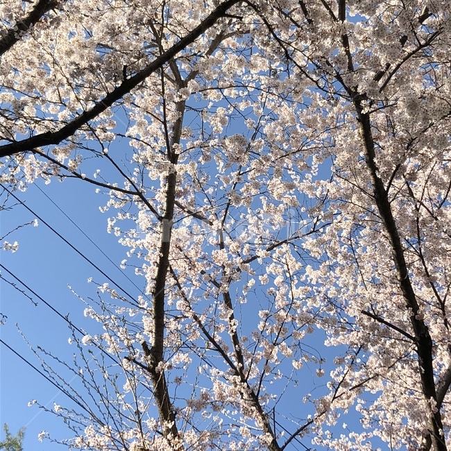 봄,꽃,벚꽃,하늘,파란하늘,예쁜하늘,감성