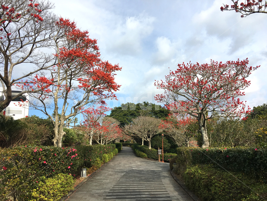 풍경,나무,자연,정원,공원,garden,산책,단풍