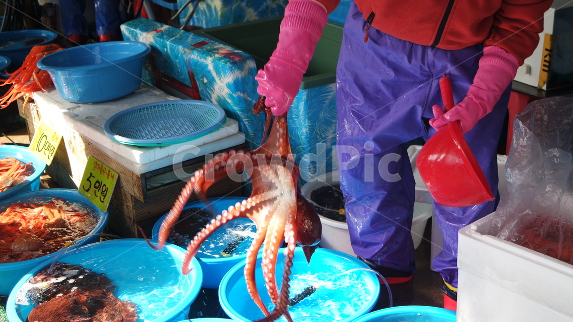 문어,어류,수산물,수산시장,해산물,시장,마트,마켓,market,mart,market place,사람,인물,인간,human,person,신체일부,몸,body,음식,식재료,요리,food,cook,meal,dishes,food reserves,수산물,해산물,fishery products,seafood