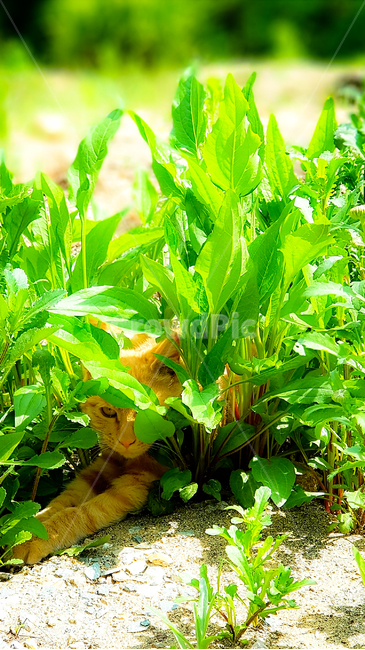 고양이,햇살,sunlight,그늘,shade,green,휴식,rest