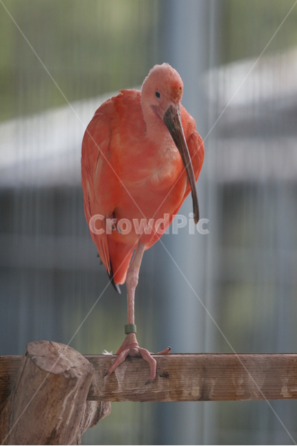 동물,조류,새,홍학,플라밍고,분홍새,분홍,동물,animal,조류,새,birds