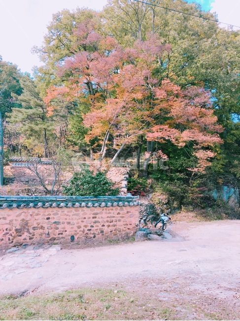 절,담,담벼락,낙엽,가을,가을,계절,fall,autumn,season,자연,풍경,nature,landscape,한국자연풍경,한국자연경관,korea nature landscape,plant,식물,tree,나무