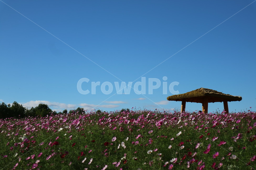flowers,fall,hut,flower garden,garden,autumn,Cosmos,flower