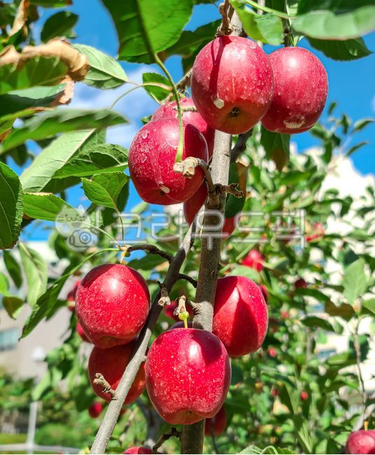 사과,사과나무,미니사과,루비에스종,리틀애플,작은사과,꼬마사과,사과열매,열매,사과나무잎,날사과,생사과,사과잎,부사,부사사과,홍사과,장과,사과농사,붉은사과,푸른잎,푸른잎사귀,잎사귀,과일,과실,과일나무,과실나무,나무,가을,가을철,수확,추수,가을걷이,농작물,농사,농산물,농사일,food,plant,fruit,apple,appletree,식물