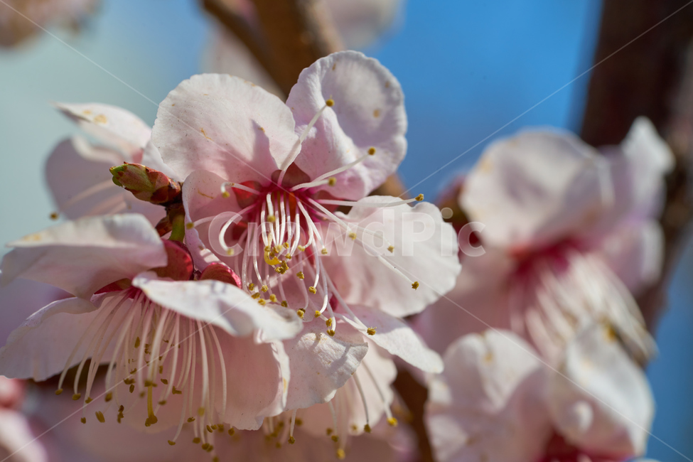 벚꽃,접사,암술,봄,꽃,벚꽃나무,하얀색꽃,색감,화사한,macro,flower,spring,vivid,식물,자연,plants,nature,꽃,flower