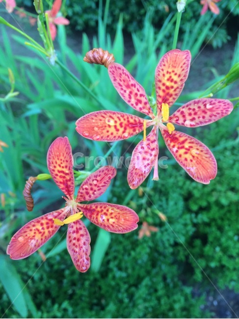 꽃,자연,식물,flower,nature