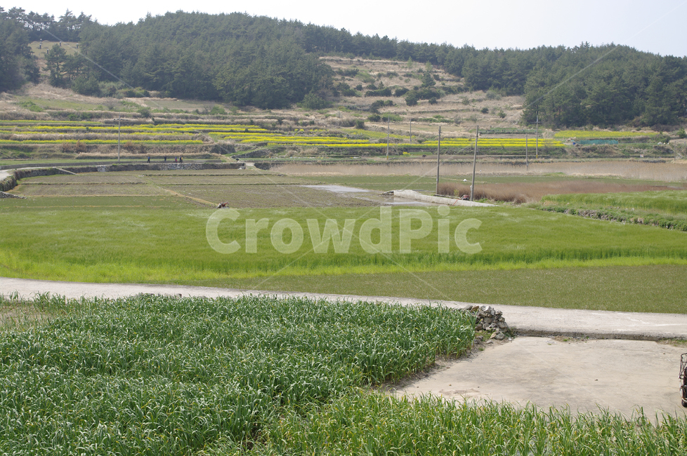 시골,농촌,밭,논,풍경,산,시골,마을,풍경,landscape,country,rural,town
