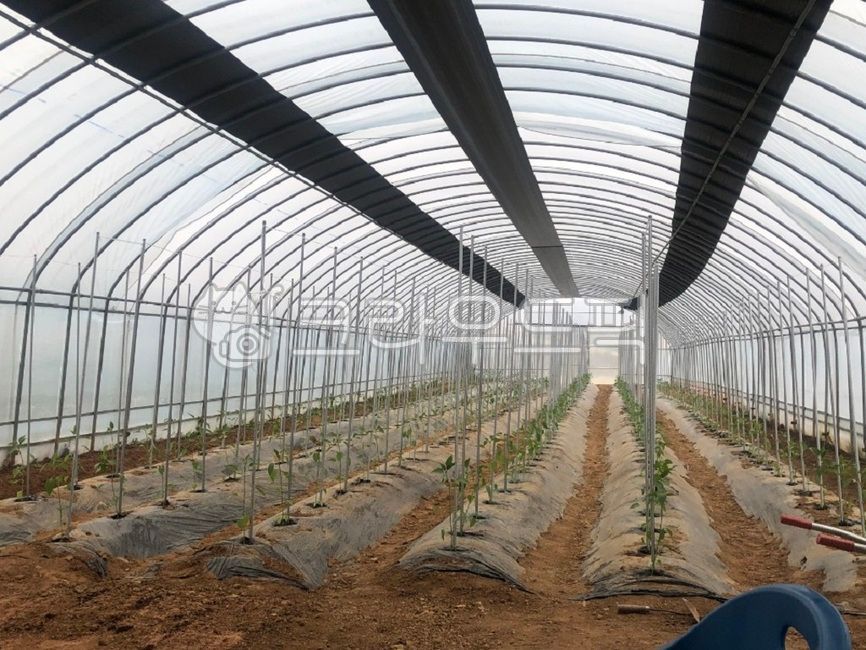 비닐하우스,고추밭,하우스농장,농장,온실