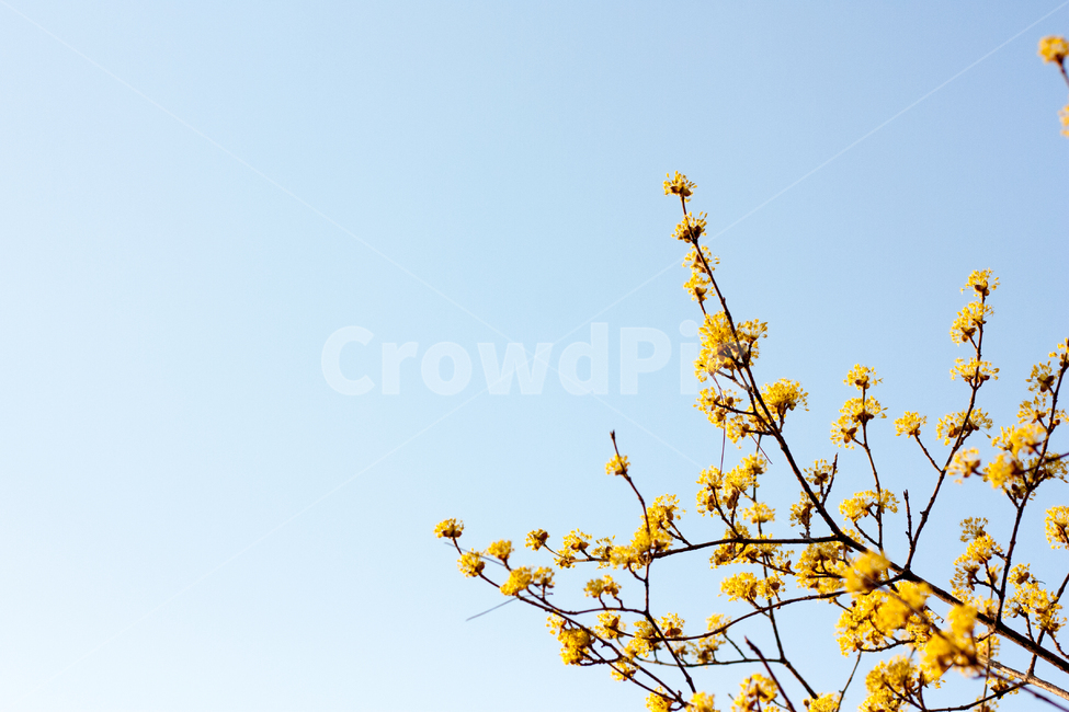 산수유,산수유나무,산수유꽃,노랑꽃,노랑꽃나무,새순,봄소식,겨울나무,꽃순,꽃나무,봄순,나무,봄나무,나무가지,봄,봄날,봄꽃,화단,봄화단꽃,자연,식물,plants,nature,flower,spring,아웃포커싱,공원,봄,계절,spring,season,식물,자연,plants,nature,꽃,flower