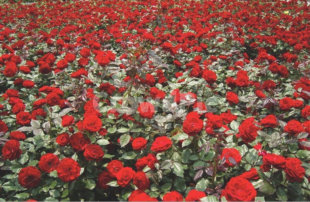 장미,장미꽃,장미꽃밭,빨간꽃,붉은장미,장미밭,장미공원