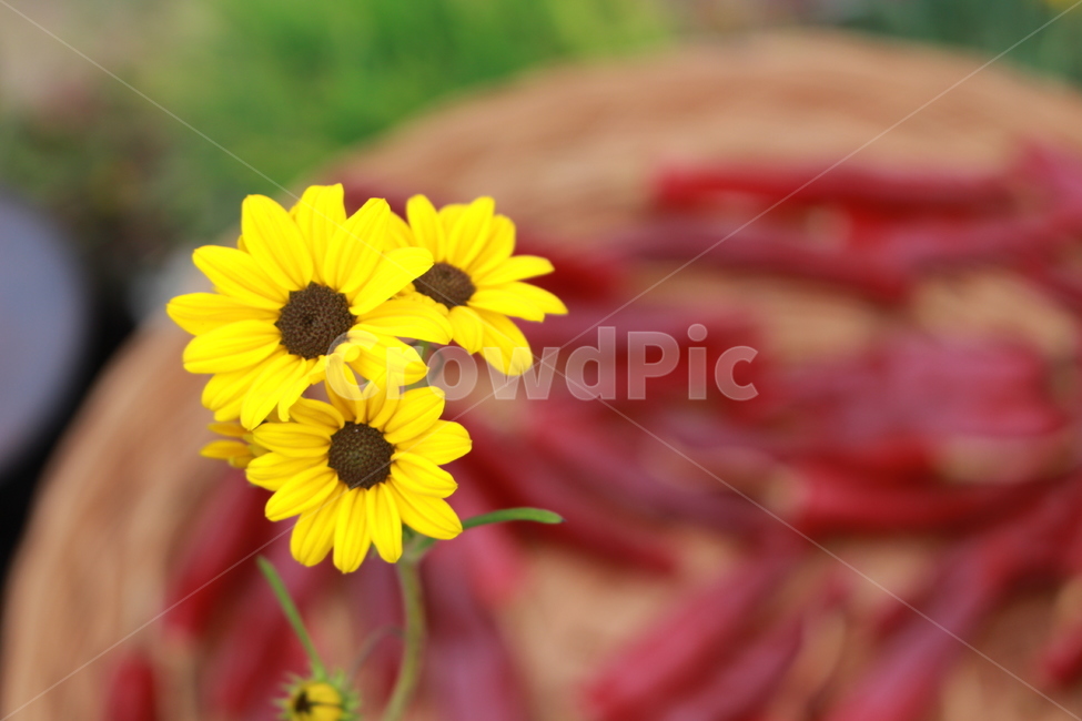 국화,가을,식물,꽃,추수,꽃,flower