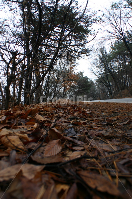 ground,tree,식물,treetrunk,잎,leaf