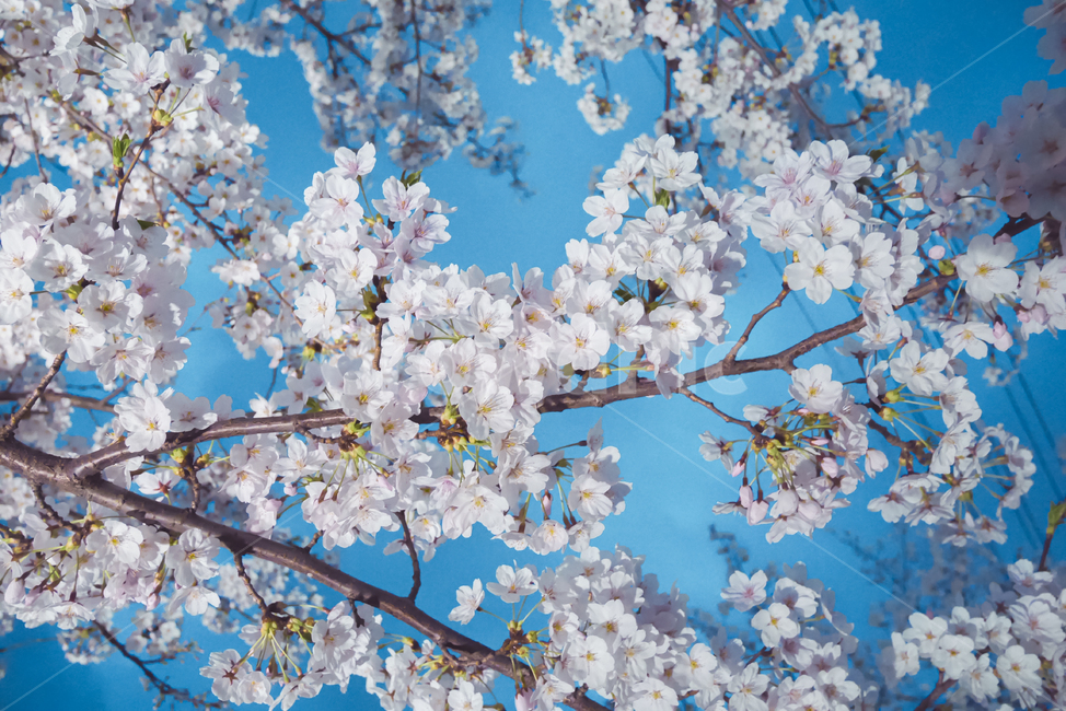벚꽃,봄,나무,꽃,계절,나들이,봄꽃,피크닉,자연,배경,식물,시즌,하늘,plant,blossom,flower,cherryblossoms,picnic,spring,tree