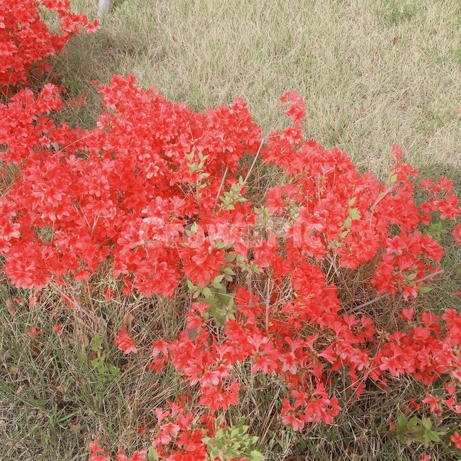 꽃,flower,봄,spring,red