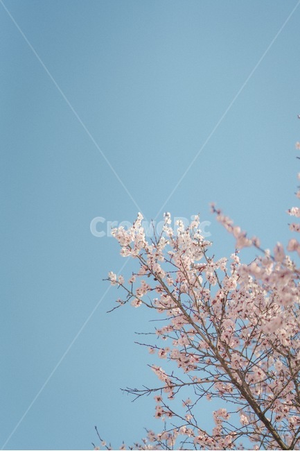 꽃,봄,벚꽃,설렘,사랑,연애,데이트,봄,계절,spring,season,자연,풍경,nature,landscape,plant,식물,flower,blossom