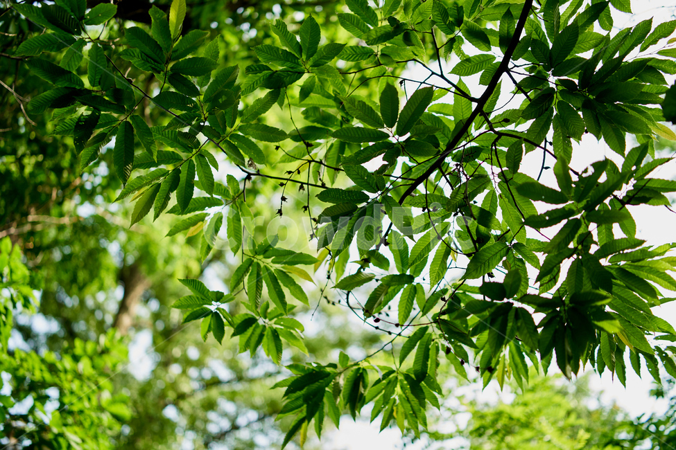 밤나무,나무,빛,초록,tree,green,자연,풍경,nature,landscape,식물,plants,leaf,잎,plant,pottery,도기류,jar,항아리,potted plant,화분,herbs,허브,planter,파종기