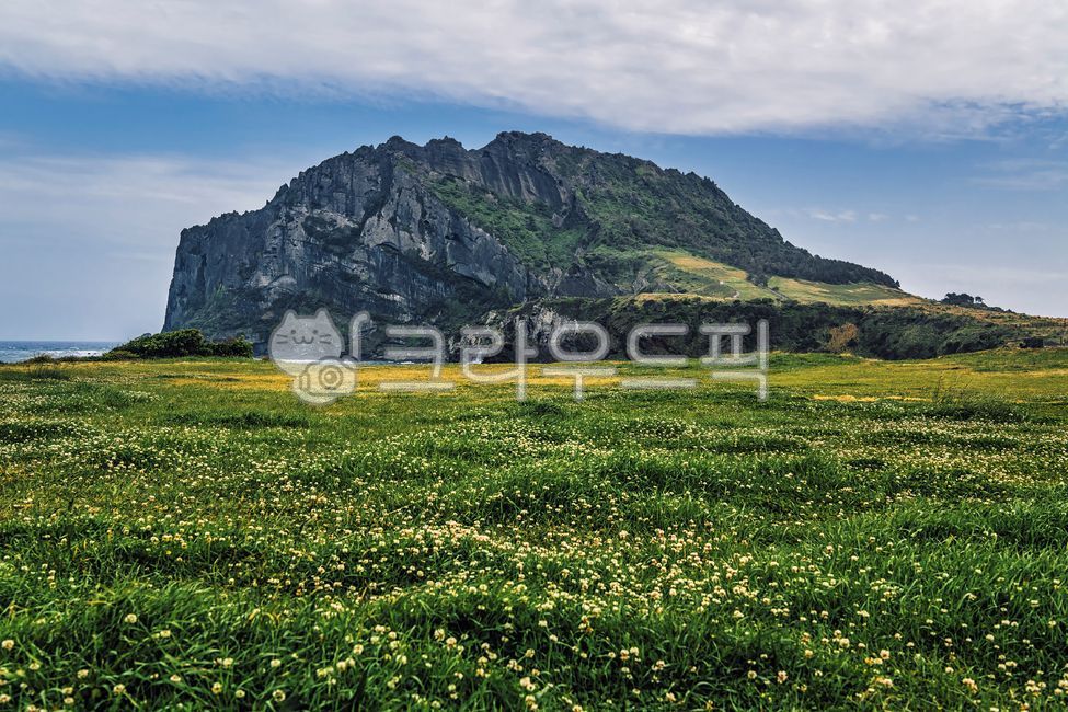 성산일출봉,제주도,관광지,유명장소,분화구,화산,산,초록색,들판,시골,봉우리,봄,개화,꽃,토끼풀,유채꽃,grassland,field,들,outdoors,옥외,nature,자연,rural,시골의,meadow,목초지,하늘,구름,절벽,암벽