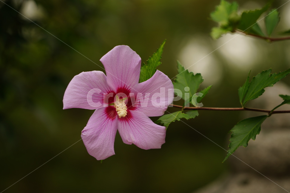 무궁화,꽃,나무,국화,여름,flower,tree,summer,korea,national,season,식물,자연,plants,nature,꽃,flower