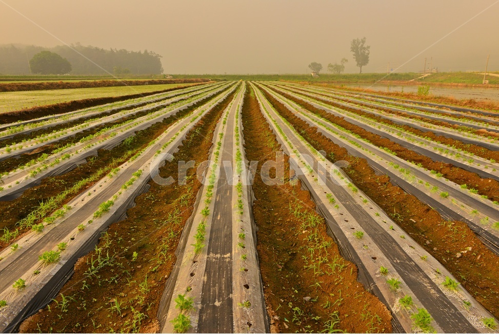 landscape,경치,nature,자연,outdoors,옥외,scenery,풍경,나주,남평,들녁,벼농사,논,물,농업,농사,경작,영농,채소밭,비닐,비닐농사,산업,industry,industrial,농업,농사,agriculture,farming,farming industry